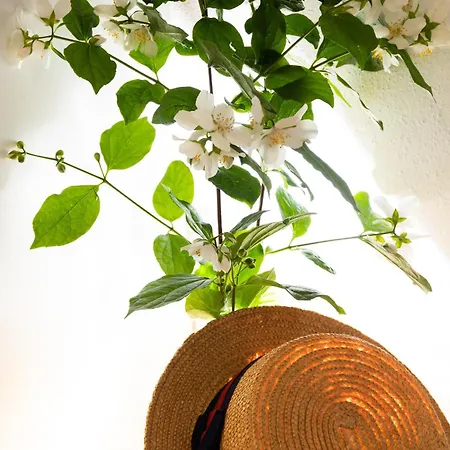 Sunny Elza フヴァル